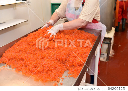Preparing salmon caviar in the fishing processing Preparing salmon caviar in the fishing processing 64200125