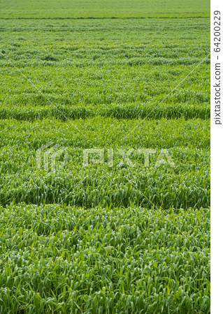 Green growing wheat field Green growing wheat field 64200229