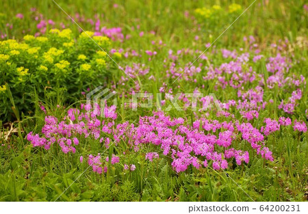報春花 報春花 64200231