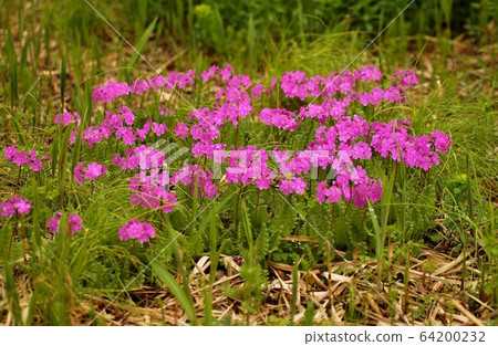 報春花 報春花 64200232