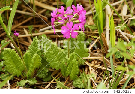 報春花 報春花 64200233