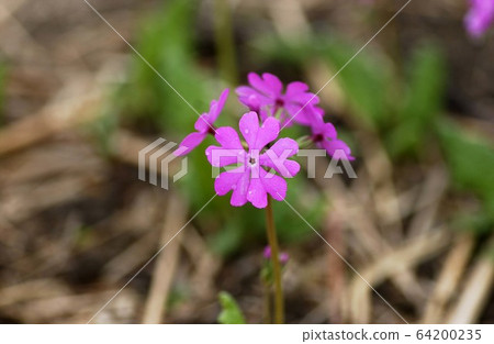 報春花 報春花 64200235