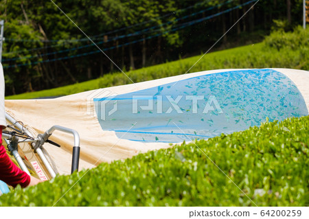 Reaper bag and mown tea leaves Machine New tea Wazuka-cho, Kyoto 64200259