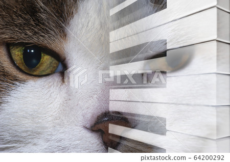 art photo double exposure of cat muzzle close-up and piano 64200292