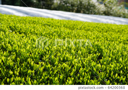 New tea first tea tea leaves close-up New tea first tea tea leaves close-up 64200368