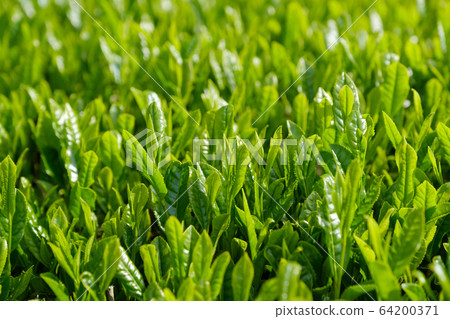 New tea first tea tea leaves close-up New tea first tea tea leaves close-up 64200371