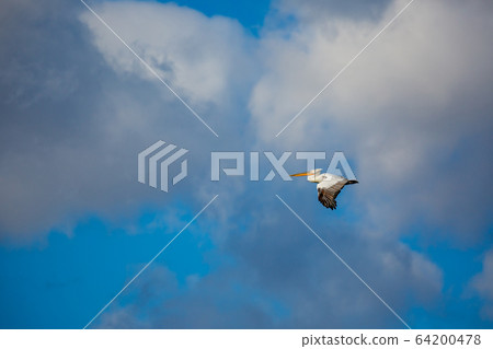 Amazing pelican flying with big span of wings 64200478
