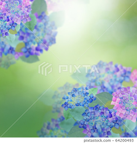 Background-hydrangea-rainy season 64200493