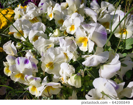 2020 Spring Flowerbed-Stunning Flowers in the Sunshine 64200849