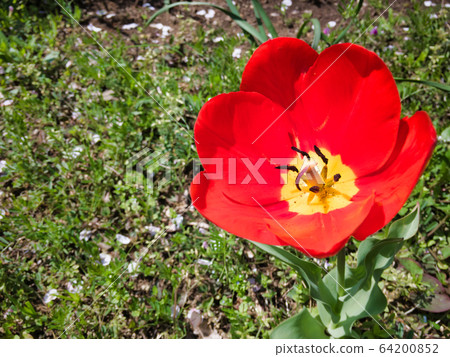 Cute flowers in the spring of 2020-flowers that will remain in the heart of the viewer 64200852