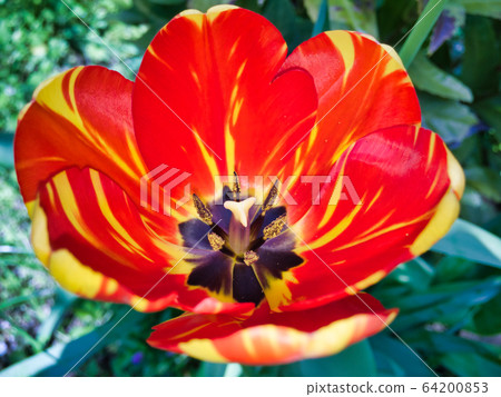 2020 Discover a different color flower 2020 Discover a different color flower 64200853
