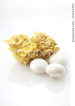 2種蘑菇 64201460