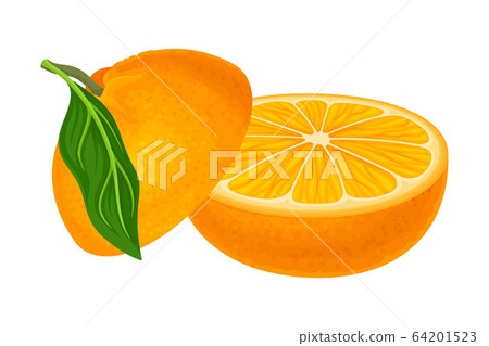 Halved Mandarin or Tangerine Fruit Isolated on White Background Vector Illustration Halved Mandarin or Tangerine Fruit Isolated on White Background Vector Illustration 64201523
