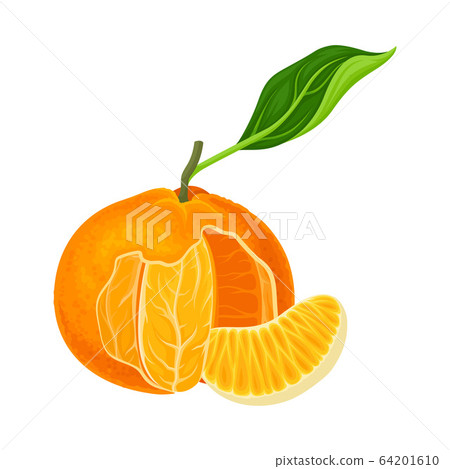 Half Peeled Mandarin or Tangerine Fruit with Green Leaves Isolated on White Background Vector Illustration Half Peeled Mandarin or Tangerine Fruit with Green Leaves Isolated on White Background Vector Illustration 64201610