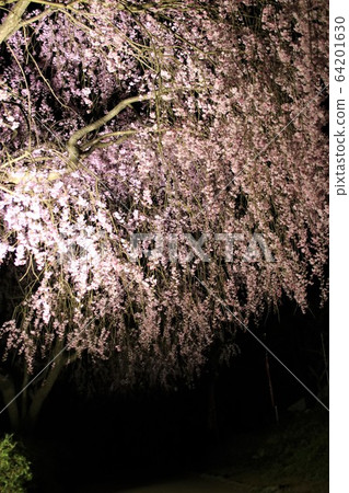 Hitachi Fudoki Hill Weeping Cherry Blossom Light Up Hitachi Fudoki Hill Weeping Cherry Blossom Light Up 64201630