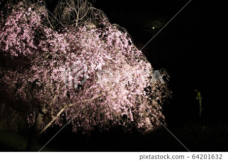 日立Fudoki Hill垂枝櫻花盛開 日立Fudoki Hill垂枝櫻花盛開 64201632