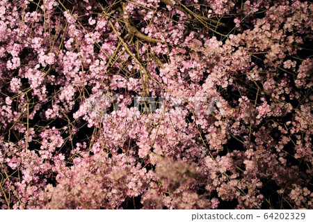 Night cherry blossoms light up Hitachi Fudoki Hill 64202329