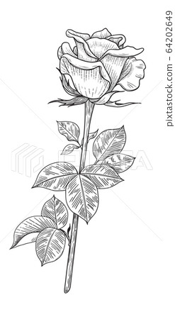 Hand drawn Rose Bud  with Leaves 64202649