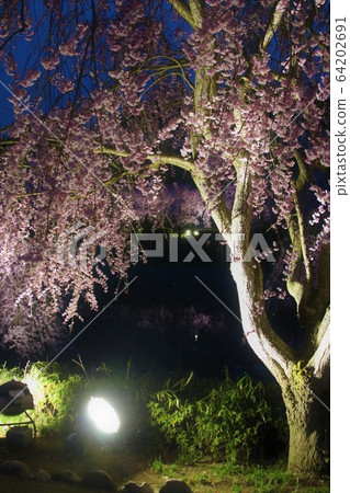 櫻花照亮小山 64202691