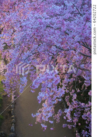 櫻花照亮小山 64202722