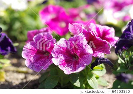 牽牛花〉 牽牛花〉 64203550