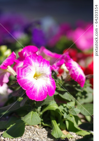 牽牛花〉 牽牛花〉 64203554