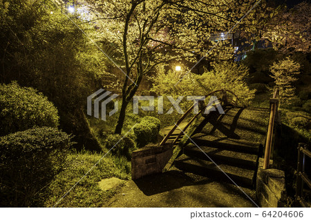 夜晚的櫻花 夜晚的櫻花 64204606