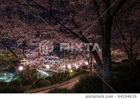 夜晚的櫻花 夜晚的櫻花 64204616