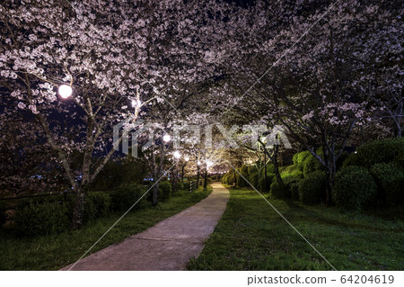 夜晚的櫻花 夜晚的櫻花 64204619