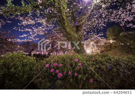 夜晚的櫻花 夜晚的櫻花 64204651
