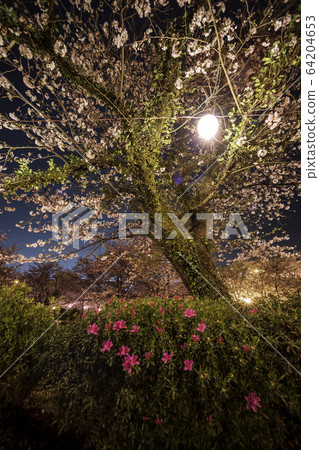 Cherry blossoms at night Cherry blossoms at night 64204653