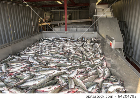 Salmon in the tank in fishing processing factory Salmon in the tank in fishing processing factory 64204792