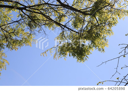藍藍的天空和zelkova 藍藍的天空和zelkova 64205898
