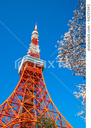 (Minato-ku, Tokyo) Tokyo Tower and Sakura 64205941