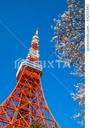 (東京都港區)東京鐵塔和櫻花 (東京都港區)東京鐵塔和櫻花 64205943