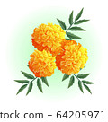 yellow marigold illustration vector 64205971