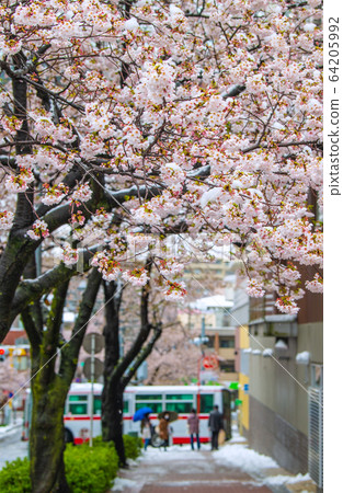日本的橫濱城市景觀，櫻花和雪地比賽= 3月29日，Tamaplaza車站廣場（…32年前） 64205992