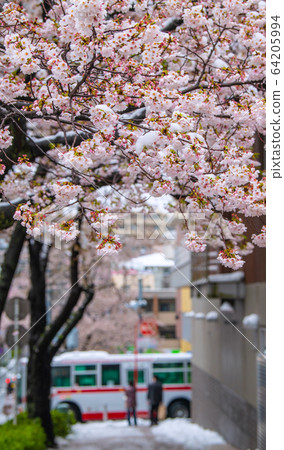 日本的橫濱城市景觀 櫻花和雪地比賽 3月29日 Tamaplaza車站廣場 32年前 照片素材 圖片 圖庫