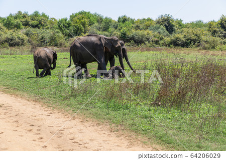 Close up of elephant family with a newborn baby elephant in a National Park of Sri Lanka Close up of elephant family with a newborn baby elephant in a National Park of Sri Lanka 64206029