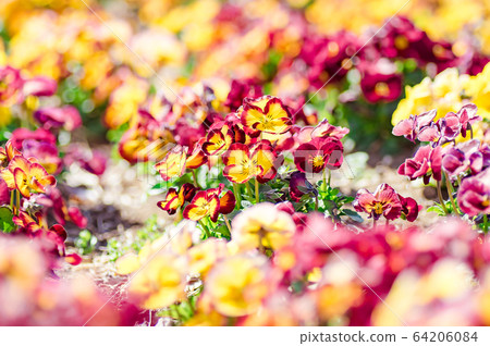 Pansy Pansy 64206084