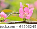 Close-up of Karin's flower 64206245