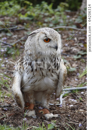 Eagle owl of Kameido Tenjin Eagle owl of Kameido Tenjin 64206314