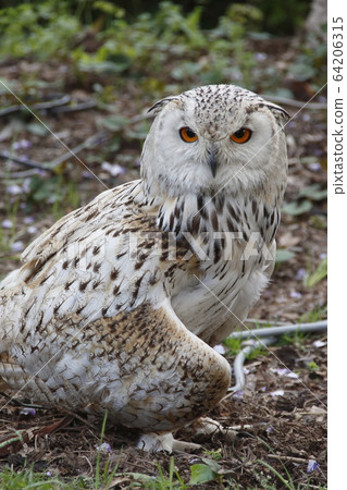 Eagle owl of Kameido Tenjin Eagle owl of Kameido Tenjin 64206315