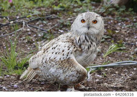 龜戶天神的雕 龜戶天神的雕 64206316