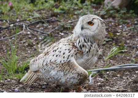 Eagle owl of Kameido Tenjin Eagle owl of Kameido Tenjin 64206317