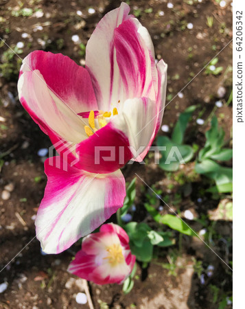 Tulips I found in the spring of 2020 Tulips I found in the spring of 2020 64206342