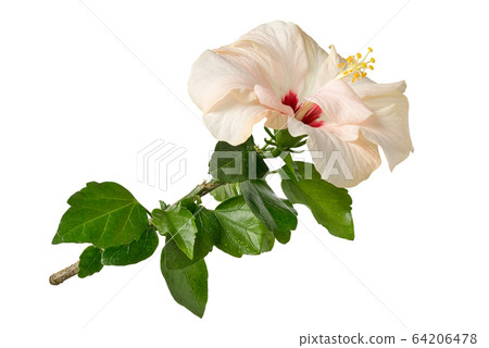 Hibiscus rosa sinensis or China rose, rose mallow, Hibiscus rosa sinensis or China rose, rose mallow, 64206478