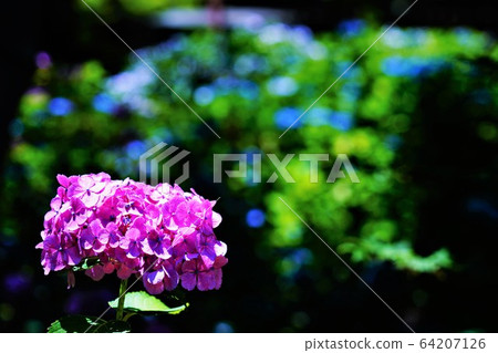 Hydrangea 32 Hydrangea 32 64207126