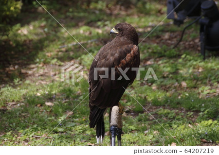 Kameido Tenjin Hawk (Harris Hawk) Kameido Tenjin Hawk (Harris Hawk) 64207219