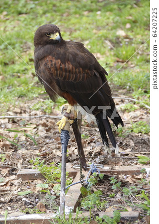Kameido Tenjin Hawk (Harris Hawk) 64207225